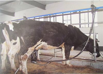 China 380 Volt 50Hz High Quality Pipeline Milking Parlor System with Milk Receiver Group for sale