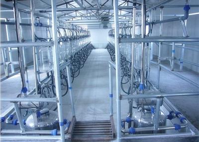 China Automatisches paralleles Fischgrätenmuster-Melkwohnzimmer für Milch-Kühe, Ziegen, Schafe zu verkaufen