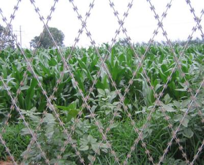 China House Diamond Fence Security Wire , Razor Barbed Wire Mesh Neat Appearance for sale