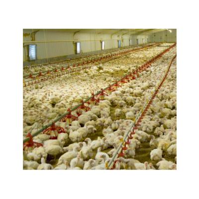 China Plactric Animal Automatic Feeders Farm Poultry Farming Equipment Chicken 1 Year Warranty Sample Available For Broiler for sale