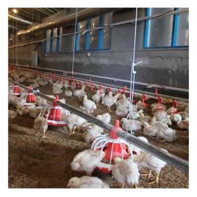 China Farms Animal Feeder Poultry Chicken Farm House Equipment For Broiler for sale