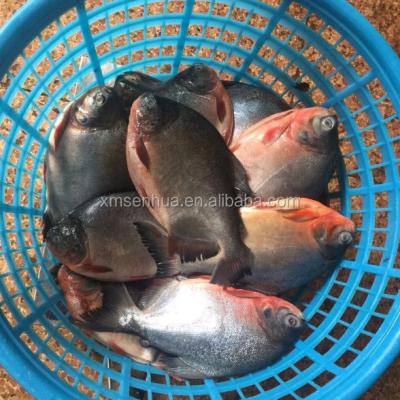 China Whole round of FROZEN export chinese red damselfish on sale for sale