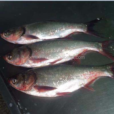 China FROZEN Frozen Silver Carp/Frozen Whole Fish Asian Carp for sale