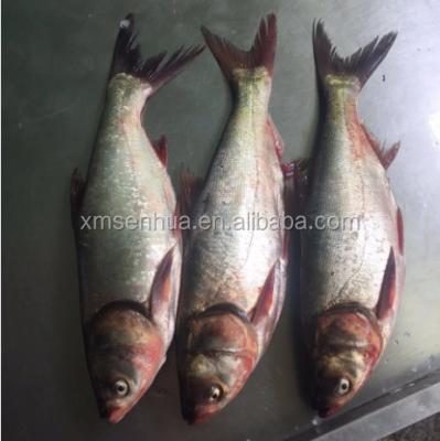 China Whole Round of FROZEN Fresh Frozen Silver Carp Fish for Africa for sale