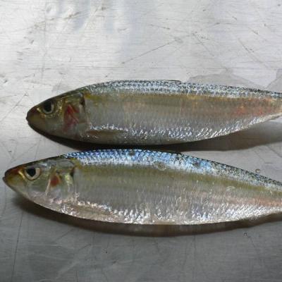 China frozen sardine fish price from FROZEN suppliers for sale for sale