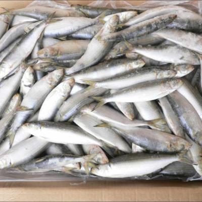 China FROZEN frozen fish and all-part frozen groundbait sardine fish for sale