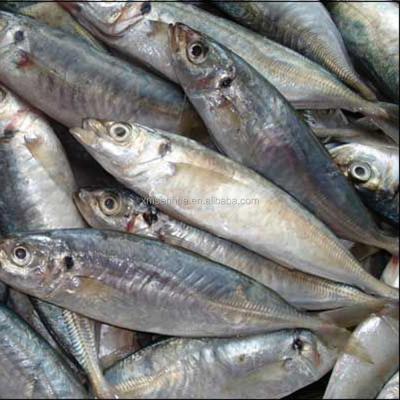 China FROZEN Importers Frozen Seafood Saurels For Sale for sale