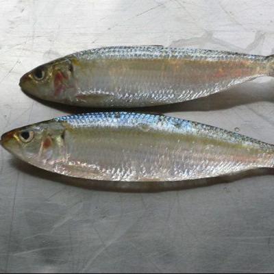 China Whole sardine frozen FROZEN for canned for sale