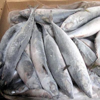 China New arrival seaood product saurels frozen fish 200-300G FROZEN for sale