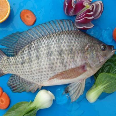 China Frozen whole round tilapia fish FROZEN for sale gutted and measured for sale