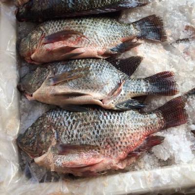 China FROZEN whole round of frozen black tilapia gutted and measured for sale