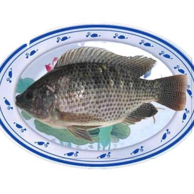 China Big Fat Whole Round Tilapia Fish 1000+ JELLY Tilapia for sale