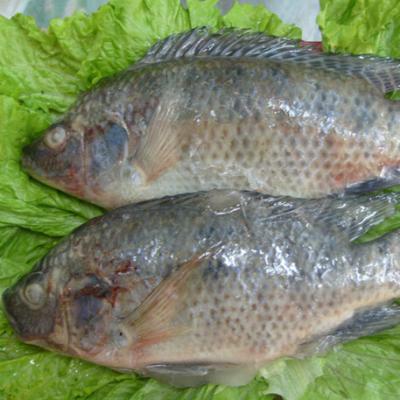 China FROZEN Tilapia Bream 400-600g Fish Nile Whole Sale Price Frozen Supplier for sale