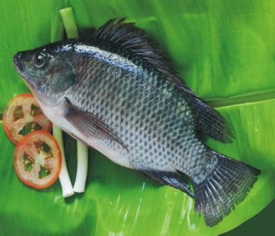 China FROZEN farm raised Taiwan tilapia for sale for sale