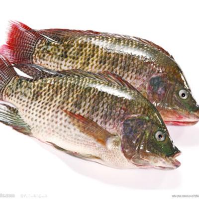 China Wholesale good quality fresh frozen whole tilapia from FROZEN seafood for sale