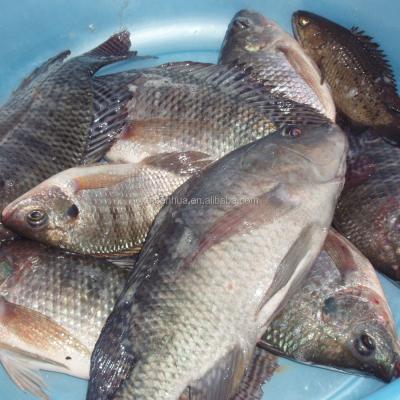 China Hot Selling Jelly Seafood Tilapia Whole Round Fish Tilapia JELLY for sale