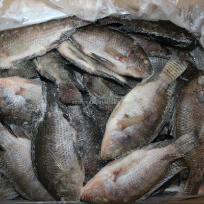 China Frozen Tilapia Specifications of FROZEN Whole Round Tilapia Fish for sale