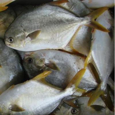 China FROZEN whole round gold pompano price for sale for sale