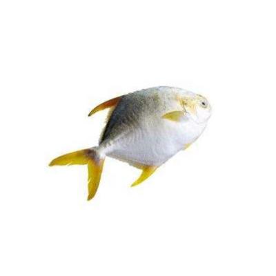 China Good Quality Seafood Whole Round Frozen Golden Pompano Frozen Golden Fish for sale