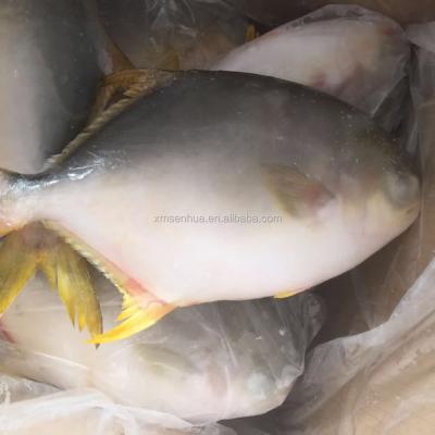 China FROZEN golden pompano molasses frozen fish on sale for sale