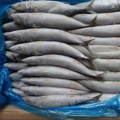 China Best FROZEN sea fish seafood with fresh frozen mackerel fish pacific mackerel for sale