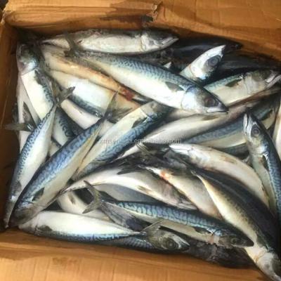 China FROZEN Pacific Mackerel Spanish Mackerel Frozen Seafood for sale