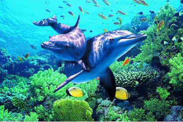 China High Precision Ocean Animal Plastic 3D Lenticular Prints Fancy Designs for sale