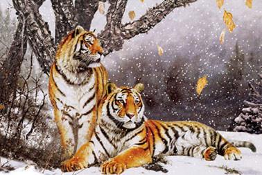 China Winter-Tiger-imprägniern die Plastikdruckservices Nizza 3D lentikular zu verkaufen