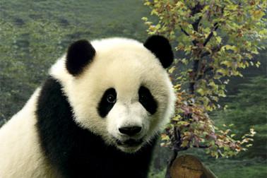 China Dienstleistungsunternehmen-Druckservices nette des Panda-Art-kundenspezifische Drucken3d zu verkaufen