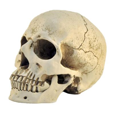 China Europe Wholesale Decorative Simulation Resin Skeleton Skull Heads For Halloween Decor for sale