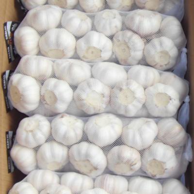 China 2020 China Fresh Fresh Pure White Garlic Culture 4p .5p .3p Pure White Garlic New for sale