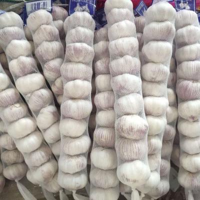 China Low Price Chinese Fresh Garlic White Garlic Normal White Garlic for sale