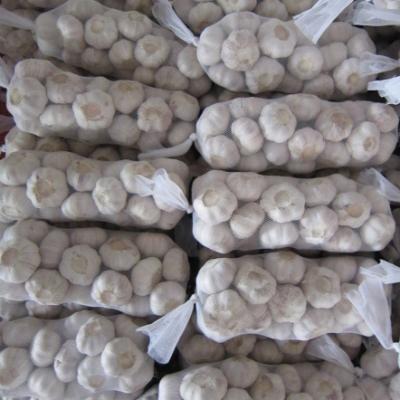 China Low Price Chinese Fresh Garlic White Garlic Normal White Garlic for sale