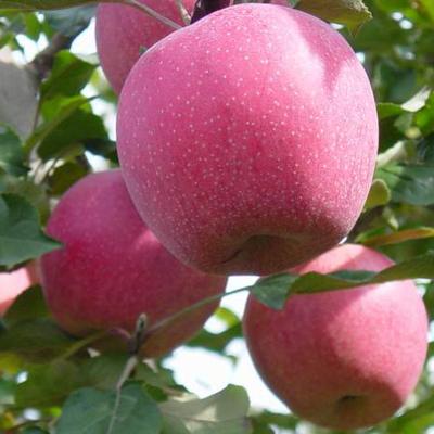 China China hot sale organic fresh fruit apple qinguan apple for sale