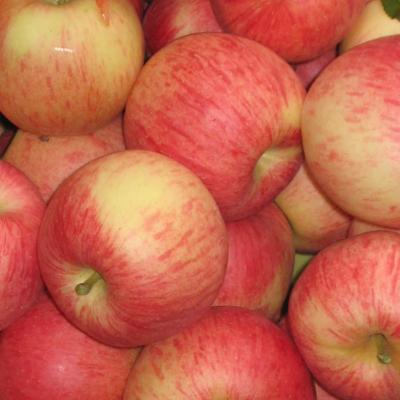 China Manufacturer fresh fruit top guality fresh royal gala apple price for sale