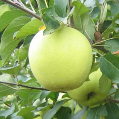 China China Fresh Hot Selling Fresh Fruit Golden Delicious Apples for sale