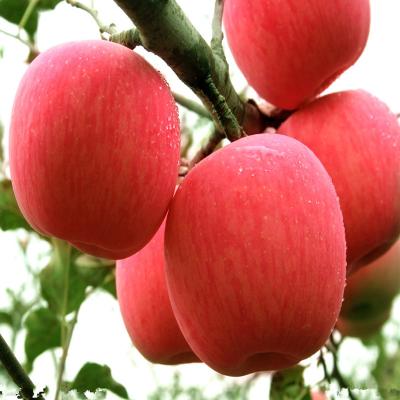 China Cheap price of fresh fresh apple fruit for sale for sale