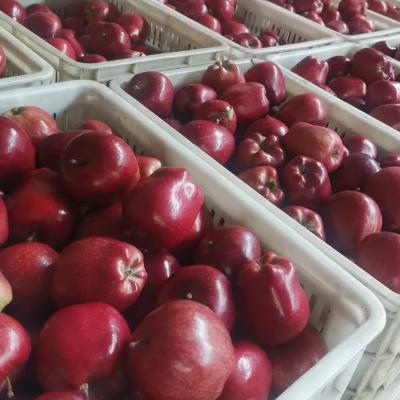 China Wholesale Fresh Chinese Sweet Taste Huaniu Red Delicious Apples for sale