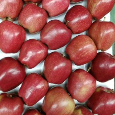 China Huaniu Apple Fresh New Culture Fresh Apple Fruits With Cheap Price for sale