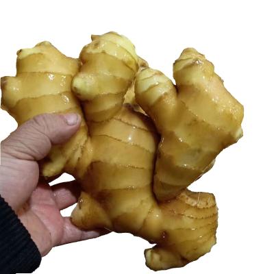 China Newest Fresh Organic Ginger Fresh Bulk Ginger Cultivation Professional Export Ginger Fresh Ginger for sale