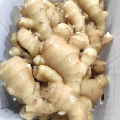 China 2020 fresh wholesale organic fresh ginger for bulk exportChinese fresh ginger supplier export fresh ginger for sale