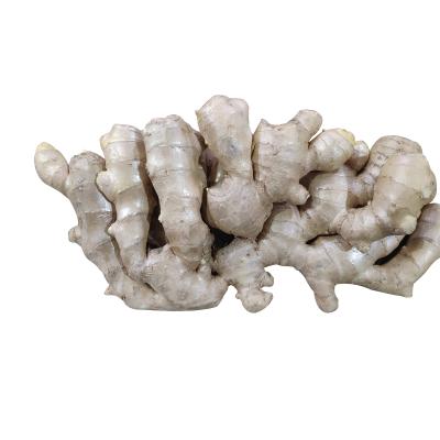 China Air Dried Ginger Fresh Chinese Fresh Ginger for sale