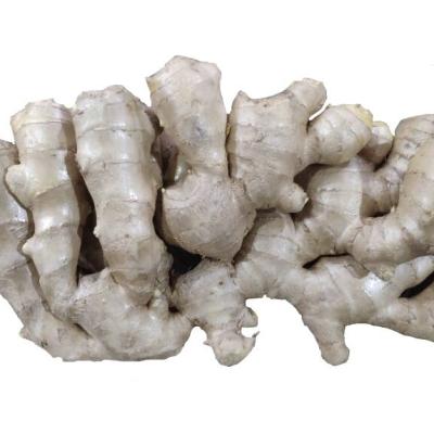 China Wholesale Fresh Chinese Mulberry Air Dried Ginger for sale