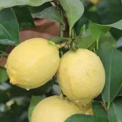 China Vitanmin Lime Natural Fresh Lime Lemon South Africa Fresh Yellow Lemon for sale