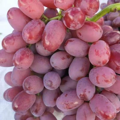 China Fresh Grape Supplier Fresh Chinese Fresh Grape Season Sweet Fresh Grape Price for sale