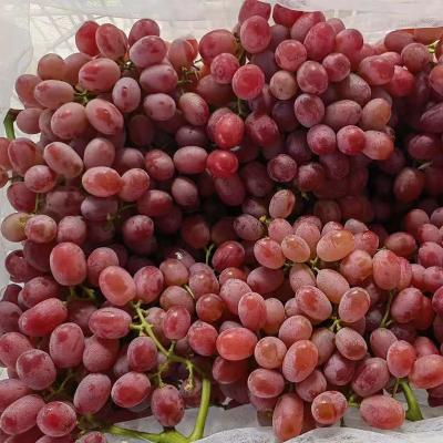 China Xinjiang Chinese Grape New Fresh Grape Season Fresh Grapes Specification for sale