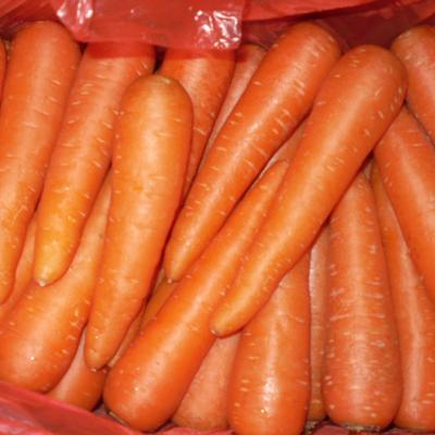 China wholesale fresh sell fresh carrot for sale