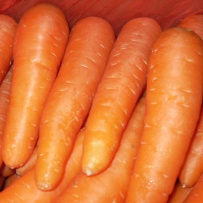 China Fresh Shandong Origin Chinese Fresh Carrot Price for sale