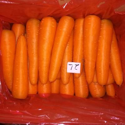 China Chinese red fresh carrot price dried carrot for sale