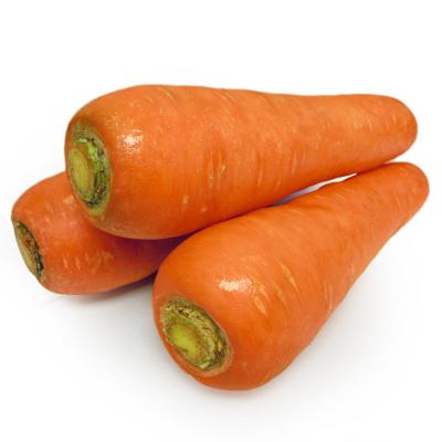 China Lowest Fresh Wholesale Fresh Carrot for sale